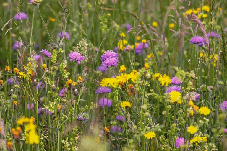 Ein Grüner Erfolg: Wildblumenwiesen blühen seit 2015